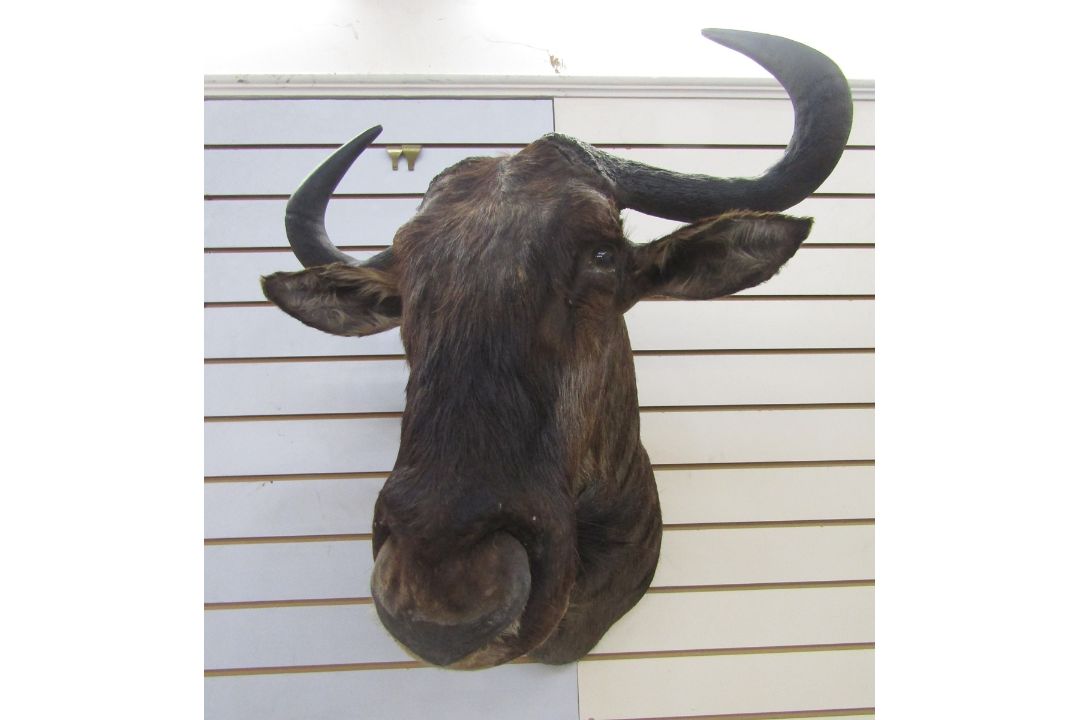 Taxidermy Blue Wildebeest (Connochaetes Taurinus) shoulder mount looking slightly to the right, 73cm - Image 2 of 3