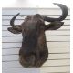 Taxidermy Blue Wildebeest (Connochaetes Taurinus) shoulder mount looking slightly to the right, 73cm - Image 2 of 3