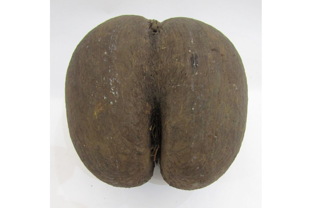 Unpolished coco de mer, 28cm long - Image 4 of 4