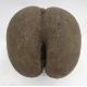 Unpolished coco de mer, 28cm long - Image 4 of 4