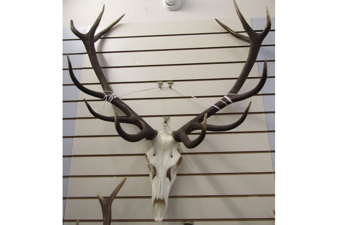 Set of European red deer (Cervus Elaphus) adult stag antlers with skull, six and six points, - Image 3 of 4