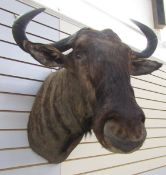 Taxidermy Blue Wildebeest (Connochaetes Taurinus) shoulder mount looking slightly to the right, 73cm