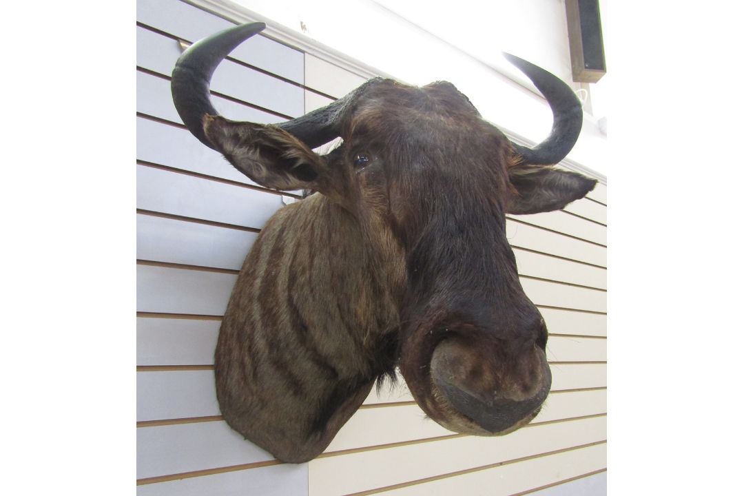 Taxidermy Blue Wildebeest (Connochaetes Taurinus) shoulder mount looking slightly to the right, 73cm - Image 1 of 3
