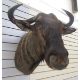 Taxidermy Blue Wildebeest (Connochaetes Taurinus) shoulder mount looking slightly to the right, 73cm - Image 1 of 3