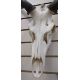 Set of European red deer (Cervus Elaphus) adult stag antlers with skull, six and six points, - Image 4 of 4