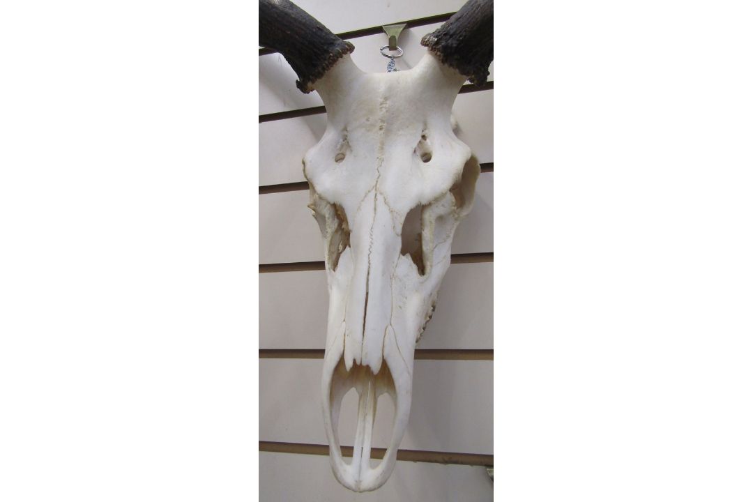 Set of European red deer (Cervus Elaphus) adult stag antlers with skull, six and six points, - Image 2 of 4