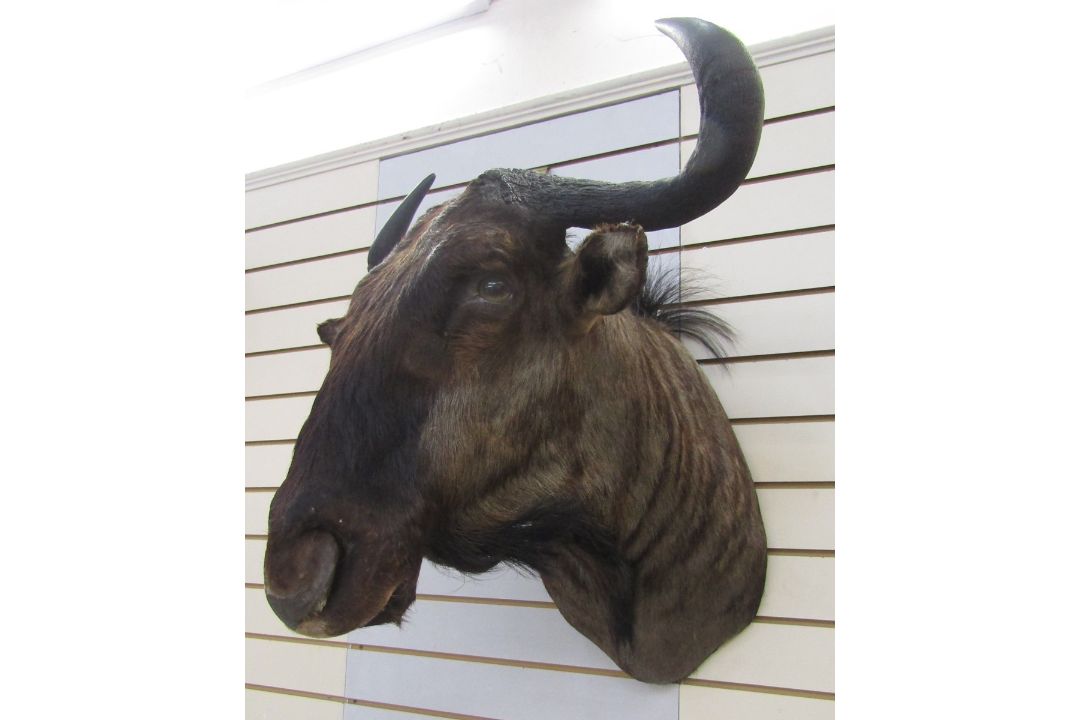 Taxidermy Blue Wildebeest (Connochaetes Taurinus) shoulder mount looking slightly to the right, 73cm - Image 3 of 3