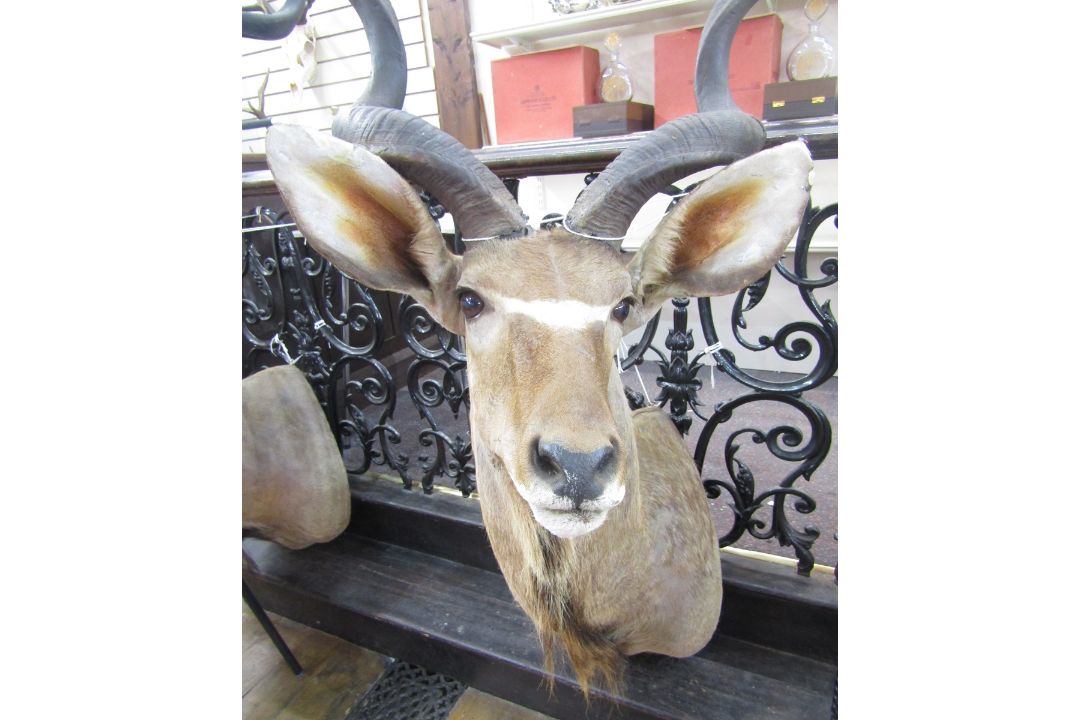 Taxidermy Great Kudu (Strebsiceros Strebsiceros) shoulder mount looking to the left, from wall 90cm, - Image 1 of 2