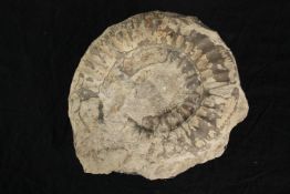 A large ammonite fossil. L.17 W.16cm.