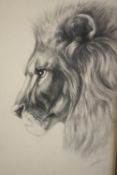 Magdalen Drummond. A well worked and highly detailed drawing of a lion. Signed. Framed and glazed.