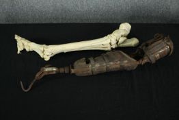 A prosthetic arm with a hook in place of a hand. Probably Edwardian. With leather fittings and signs