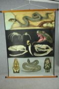 A large vintage Jung Koch Quentell teaching poster for snake anatomy. (Lehrmittelverlag Hagemann,
