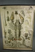 Jean Montaudon, editor in Paris, an early 20th century large teaching poster showing a collection of