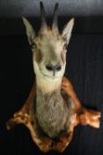 A mounted taxidermy Alpine Chamois head. H.54cm.