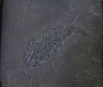 A framed fish fossil. H.17 L.20.5cm
