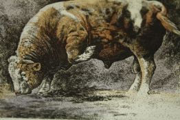 A hand coloured limited edition print of a bull, numbered and titled in pencil. H.30 W.37cm.