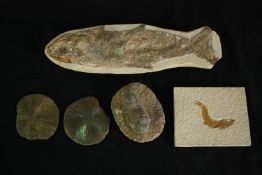 A group of fish fossils. L.29 W.20cm. (largest).