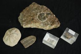 A group of fossils. L.30 W.20cm. (largest).