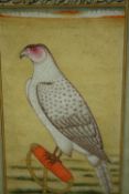 A framed and glazed Indo - Persian watercolour, a perched bird of prey. H.29 W.20cm.