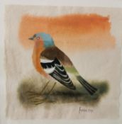 Mary Fedden RA (1915-2010) British, gouache on paper, Chaffinch, signed Fedden and dated 1991.
