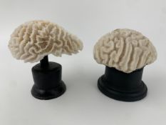 Two early 20th century brain coral specimens mounted for display. H.12cm (each)
