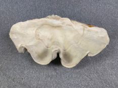 A fibreglass model/replica of a giant clam shell. H.30 W.72 D.50cm