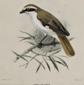 J.G. Keulemans, a framed and glazed 19th century hand coloured engraving of a Isabelline Shrike. H.