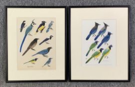 Robert Gillmor, a pair of framed and glazed watercolours, studies of Steller's Jay and the Green