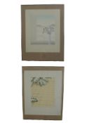 A Bob Sanders lithograph, artist's proof Carnations, H.84 W.63cm and a signed artist's proof,