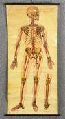 A vintage J Teck educational wall chart, human blood circulation. H.162 W.78cm