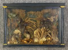 A cased Victorian style taxidermy sea-bed setting. H.33 W.46 D.16cm