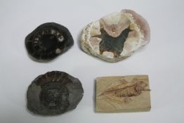 A group of four fossils. L.9cm. (largest).