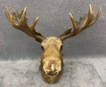 An early 20th century taxidermy moose head, probably by Edward Gerrard and Sons. H.98 L.95 W.108cm