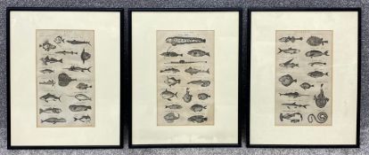 A set of three antique engravings title 'Fishes Tab. III', 'Fishes Tab. IV' and 'Fishes Tab. V'