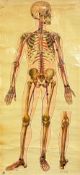A vintage J Teck educational wall chart, human blood circulation. H.162 W.78cm
