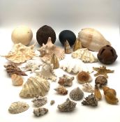 A large collection of sea shells, carved brazil nut pod, ostrich/emu eggs etc. W.24 H.12cm (