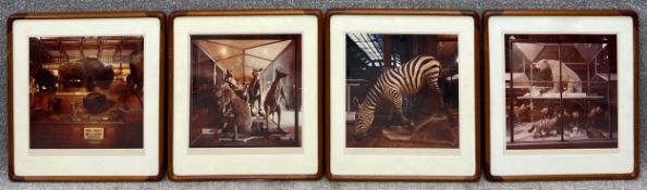 A set of four photographs of taxidermy in museum cases, set in teak bentwood frames, Brooklyn