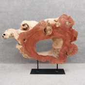 A large sculptural cross section of a tree trunk of natural form with polished sides showing