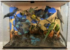 A large Victorian glazed display case of taxidermy birds. H.67 W.92 D.25cm. (Case in need of