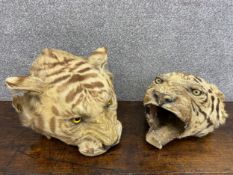 Two late 19th/early 20th century taxidermy unmounted adult tiger heads from tiger skin rugs. H.26