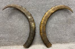 A pair of gazelle horns. H.70cm.