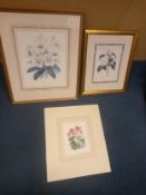 Three floral prints, two framed and glazed, and one n a window mount. 51x62cm (Largest).
