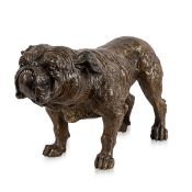 AN EARLY 20TH CENTURY AUSTRIAN COLD PAINTED BRONZE BULLDOG ATTR. TO FRANZ BERGMAN c.1910