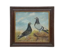 AN EARLY 20TH CENTURY ENGLISH PAINTNG OF RACING PIGEONS