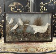 A RARE 19TH CENTURY TAXIDERMY STUDY OF AN ALBINO PHEASANT AND BLACKBIRDS