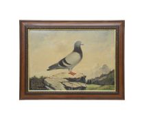 A 1935 PAINTING OF A RACING PIGEON BY JOS FRAITURE