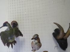 A TAXIDERMY WOODPECKER, JAY AND HORNS