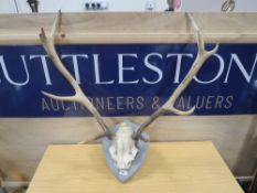 A SET OF ANTLERS AND SKULL