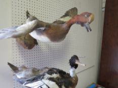 TWO TAXIDERMY DUCKS