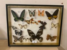 A FRAMED AND GLAZED TAXIDERMY BUTTERFLY DISPLAY